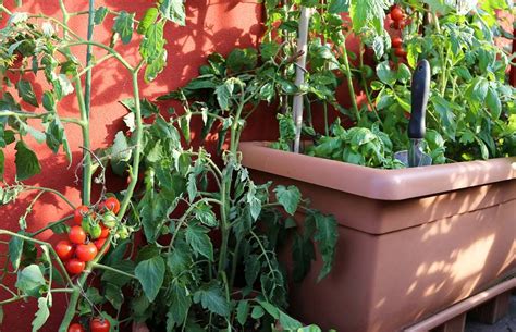 Orto Sul Balcone Fai Da Te Guida Su Come Crearlo Burrofuso