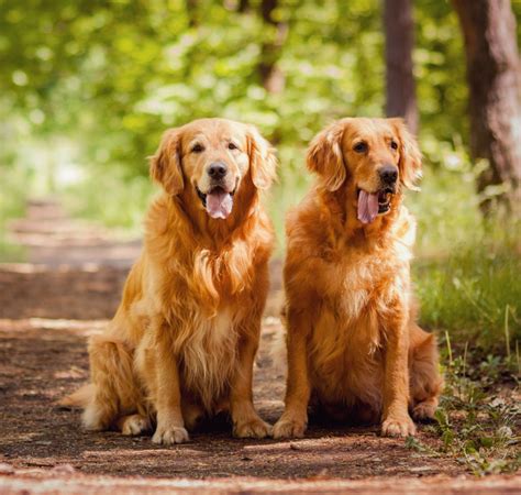 Golden Retriever: Kjennetegn, Temperament og mer 