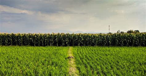 Free stock photo of corn field, landscape, mobile photography