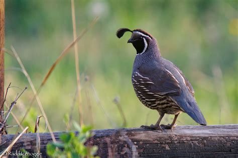California Quail of the Bitterroot Valley