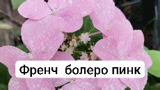 Дача, сад и огород без особенных хлопот 🍅 | Гибридная гортензия Френч ...