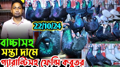 সস্তা দামে বাচ্চা সহ কবুতর কিনুন ডিমসহ মালটেস বাচ্চাসহ মুন্ডিয়ান