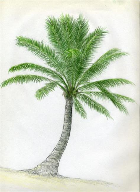 Palm Tree Pencil Drawing at PaintingValley.com | Explore collection of ...