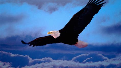 🔥 [30+] 1920X1080 Eagle Wallpapers | WallpaperSafari