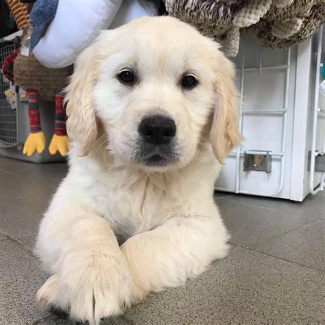 Chien Golden Retriever Reve Des L Gendaires Nahauri