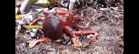 rapidworldnews: Octopus caught walking on dry land