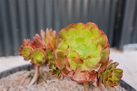 Aeonium Plant Care Growing Guide