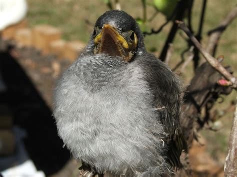 Moving a Noisy Miner bird nest | BIRDS in BACKYARDS