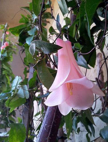 Copihue Rosado Pink Chilean Bellflower Lapageria Rosea Flickr