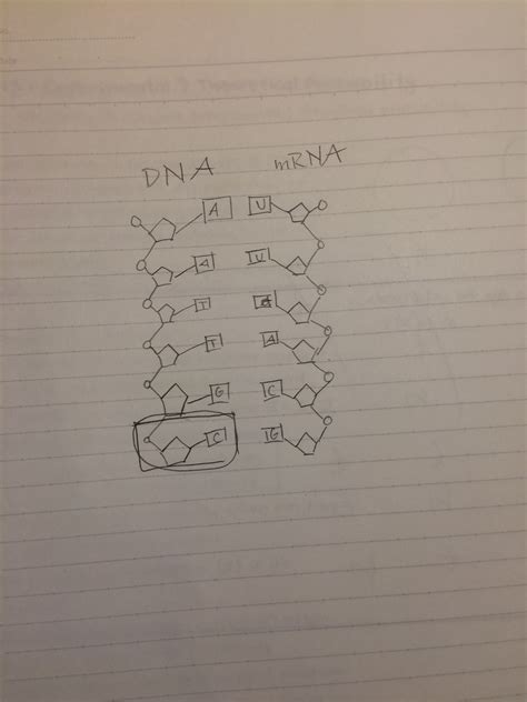 Draw an Mrna Strand That Is Complementary to Aattgc - Kiera-has-Charles