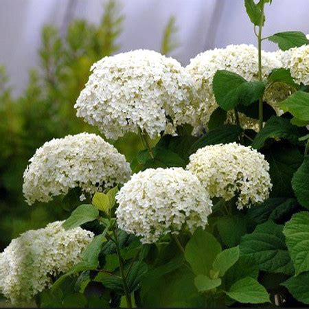 Гортензия древовидная (Hydrangea arborescens),купить гортензию,саженцы ...
