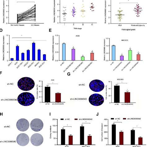 Linc Promoted Gastric Cancer Gc Cells Proliferation And