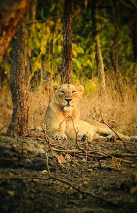 Sasan Gir National Park Gir Forest National Parks I Love Cats