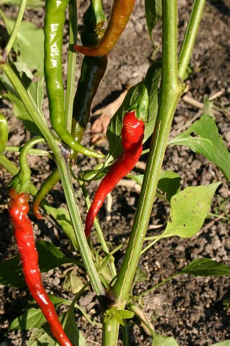 Papryka Cayenne Garnek Pl