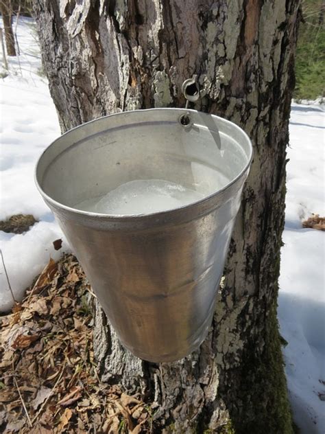 Tapping Maple Trees: What You Need to Know to Get Started