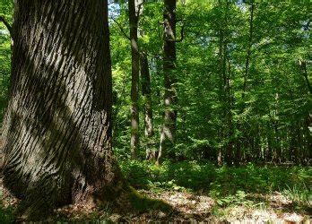 Langenhagen schönsten Wanderwege GPS Wanderatlas