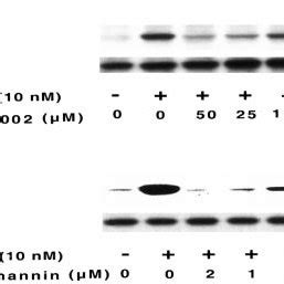 Concentration Dependent Effects Of The Pi K Inhibitors Ly A And