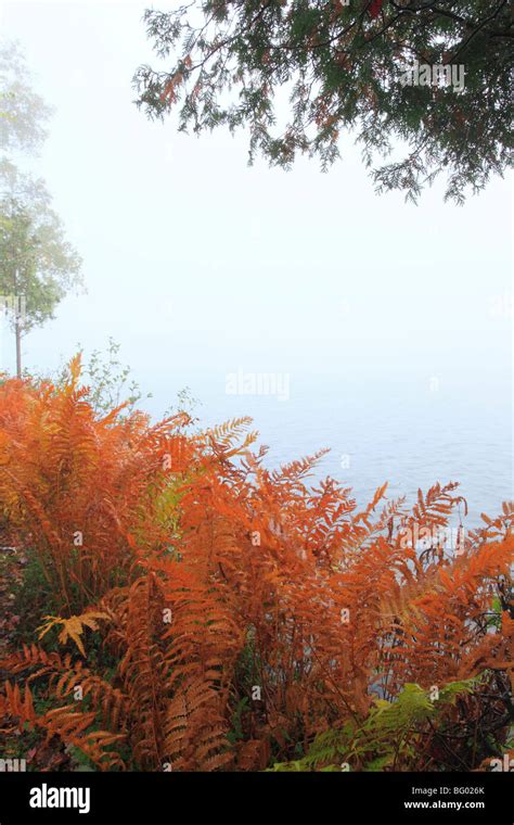 Ferns Blue Mountain Lake Adirondacks New York Stock Photo Alamy