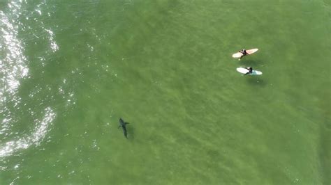 Drone Video Watch Shark Swim Near Surfers In Pismo Beach Sacramento Bee