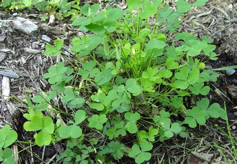 Lawn Weed That Looks Like Clover Back Gardener