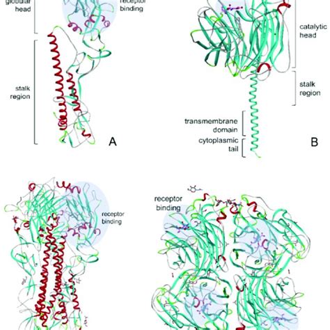 The Life Cycle Of Influenza A Virus 1 Virus Attachment To Sialic