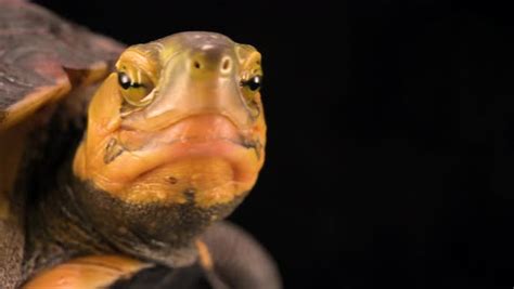 An Endangered Ryukyu Box Turtle Cuora Flavomarginata Evelynae At The