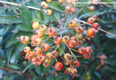 Pyracantha Angustifolia O Espino De Fuego Naranja Cuidados