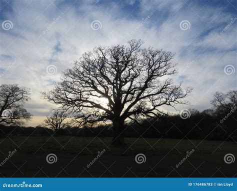 Springtime Naked Oak Stands Strong Against A Powerful Sky Stock Image