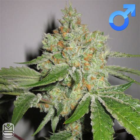 Karma Genetics GhostRider OG Manchester Seed Bank Head Shop UK