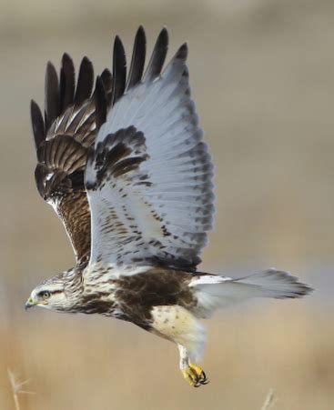 beaver creek connection wisconsins winter hawk