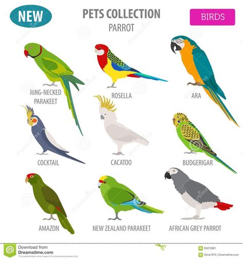 Parrot Breeds Icon Set - Flat Style Isolated on White