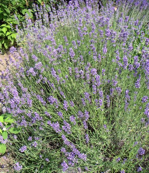 Leçon de jardin Leçon de jardin du 5 mai 2018 Jean Paul Lauter Vie