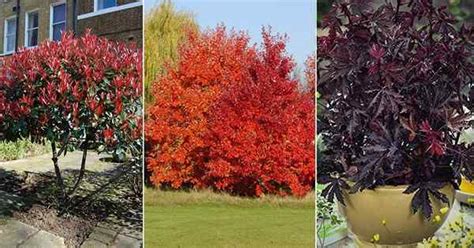 Rboles Impresionantes Con Hojas Rojas Goodgardenthing