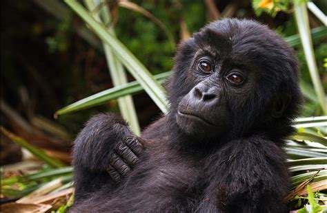 Eastern Lowland Gorilla - Conjour Conservation Report