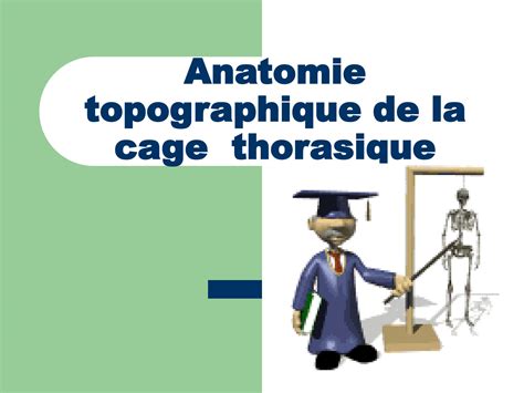 SOLUTION Anatomie Topographique De Thorax Studypool