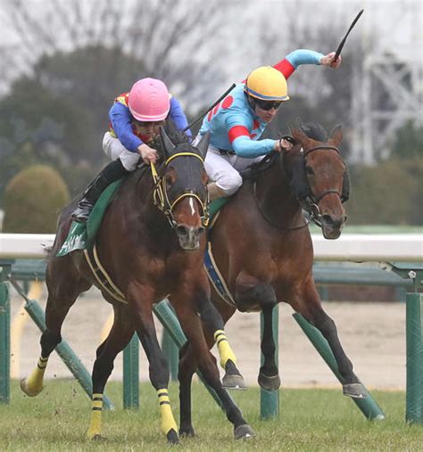 ダイヤモンドs2着のサリエラは天皇賞・春に挑戦へ／有力馬情報 競馬 日刊スポーツ