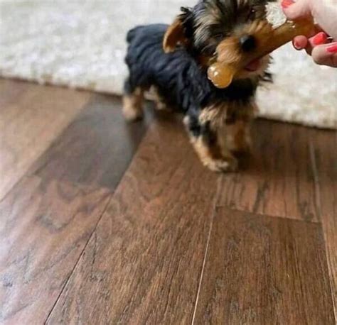 Yorkshire Terrier Yorkie Puppy Postads Ph