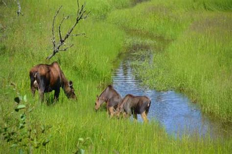 Wildlife Viewing - The MILEPOST