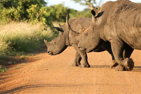 Kr Ger Nationalpark Elefanten Trampeln Wilderer In S Dafrika Zu Tode