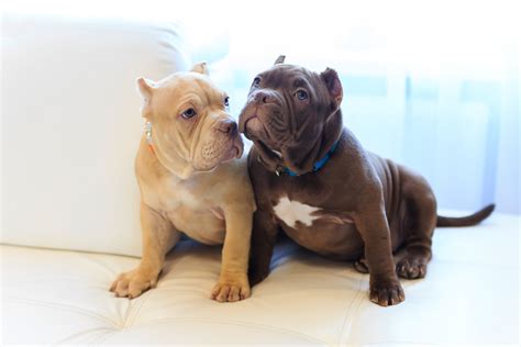 Bully Breeds 101: Understanding Their Unique Characteristics - Texas ...