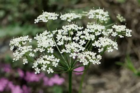 Pimpinella saxifraga Wildstaudengärtnerei AG