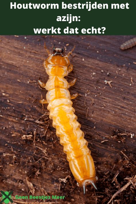 Houtworm Bestrijden Met Azijn Werkt Dat Echt Geen Beestjes Meer