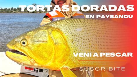 Dorado Grande En El R O Uruguay Paysand Youtube