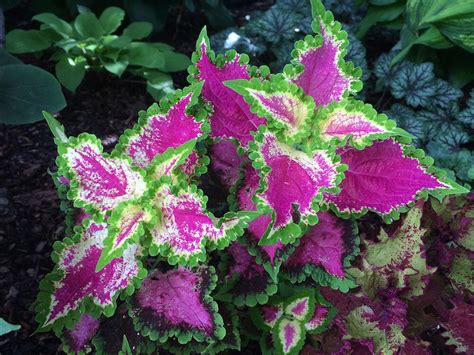 Create A Colourful Home With Coleus Plants New Vision Official