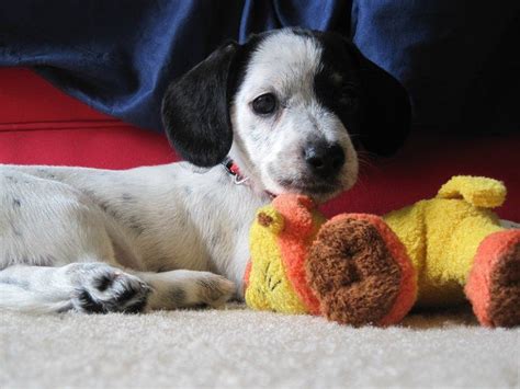 Dachshund Maltipoo Puppy Mix Maltipoo Puppy Puppy Mix Sweet Animals