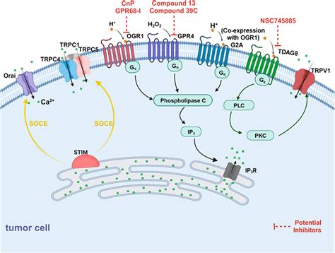 Frontiers Proton Sensing Ion Channels Gpcrs And Calcium Signaling