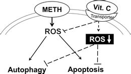 Schematic Diagram Of Cytoprotective Mechanisms Of Vit C The