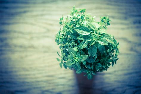 Ingredients Botanicals — eSense