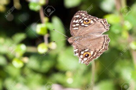 El Significado Espiritual De La Mariposa Marr N Y Naranja Una