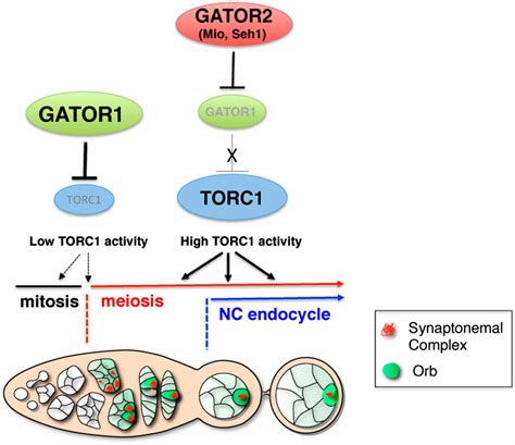 Torc Regulators Iml Gator And Gator Control Meiotic Entry And